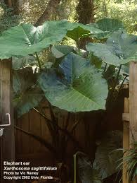 Large variegated alocasia mickey mouse taro bulb xanthosoma sagittifolium xanthosoma albo marginata variegatum monstrosum $ 25.00. Elephant Ear Aquaplant Management Of Pond Plants Algae