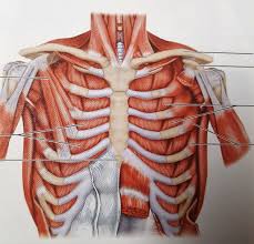 They maintain posture and provide the strength for lifting and pushing. Deep Anterior Chest Muscles Diagram Quizlet