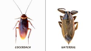 How to stop bugs from coming up the drain some of the ways to stop bugs from coming up the drain include plugging the drain, pouring bleach down the drain, and cleaning out the room so there is nothing attracting bugs in the room like garbage cans or food. Natural Ways To Get Rid Of Waterbugs Home Remedies Pest Samurai