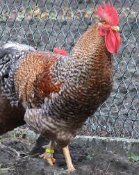 Uitstekende aanbiedingen voor dagelijkse en wekelijkse verhuur in haigerloch. Datei Bielefelder Kennhuhn Cropped Jpg Wikipedia