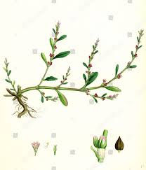 Image result for Polygonum aviculare