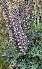 Image result for Strobilanthopsis