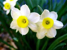 Narcisi, semplici ma belli sia bianchi che gialli. Fiori Gialli Simili Al Narciso