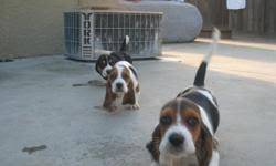 Basset hound └ dogs └ animals └ collectibles all categories antiques art automotive baby books business & industrial cameras & photo cell phones & accessories clothing, shoes & accessories coins & paper money collectibles computers/tablets & networking consumer electronics crafts. Beautiful Basset Hound Puppes Price 100 00 For Sale In Sterlington Louisiana Best Pets Online