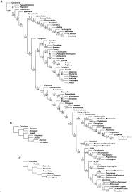 Phylogenetic Analysis Of Higher Level Relationships Of Odonata Rehn 2003 Systematic Entomology Wiley Online Library