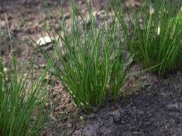 Publicatia de vanzare imobiliara dosar nr. Seminte Arpagic Allium Schoenoprasum Chive Ceapa De Tuns D 40 Markossafta