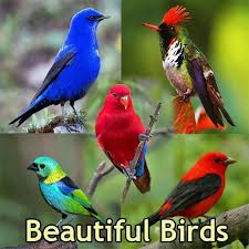 Love birds wallpapers top free love birds backgrounds. Beautiful Birds Wallpaper For Android Apk Download