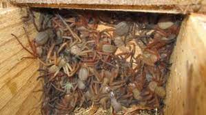 The giant huntsman spider (heteropoda maxima) is a species of the huntsman spider family sparassidae found in laos. Why Massive Nest Of Huntsman Spiders Uncovered In Wa Is A Rare Find 7news Com Au