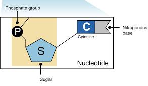 A phosphate, an enzyme, and a nitrogenous base Draw And Label The Three Parts Of A Nucleotide Pensandpieces