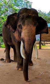 Can stay under water for two hours. Elephant Necropsy Wildlife