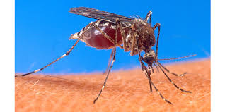 Mosquitoes