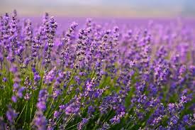 You can download them in psd, ai, eps or cdr format. Purple Lavender Flowers In The Field Stock Image Colourbox
