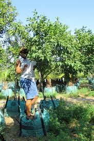 Image result for Halleria