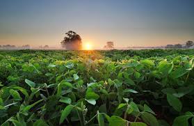 Image result for Brazzeia soyauxii