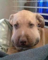 When a dog is stung by a bee and their face becomes swollen, it's usually a  mild allergic reaction to the sting. The swelling often occurs around the  muzzle, lips, or eyes