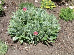 Image result for Arctotis hybrids