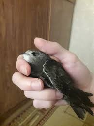 Результат пошуку зображень за запитом "стриж"