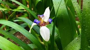 Image result for Neomarica northiana