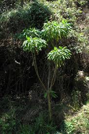 Image result for Solanecio mannii