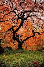 Pin By Judith Schroff On Serinity Unique Trees Beautiful Tree Portland Japanese Garden