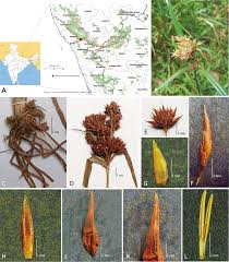 Image result for Rhynchospora gracillima