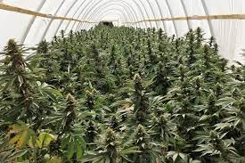 Maybe you would like to learn more about one of these? Illegal Pot Farms Have Invaded The California Desert Los Angeles Times