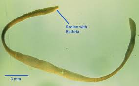 Image result for Dichapetalum deflexum