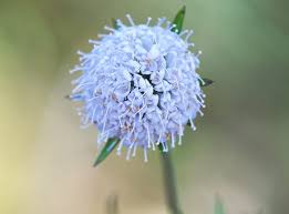 Note that in warmer regions where winter weather is mild. Half Hardy Annuals To Sow This Spring The English Garden
