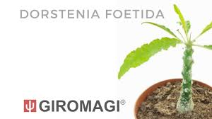 Image result for Dorstenia dinklagei