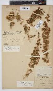 Image result for Euryops subcarnosus