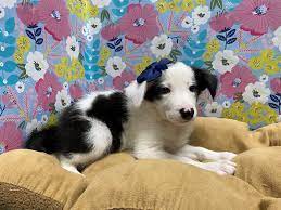Border Collie Puppies Petland San Antonio