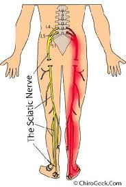 The posterior distribution of the cervical nerves includes the suboccipital nerve (c1), the greater extend leg at the hip (gluteus maximus); Trick Of The Trade Crossed Straight Leg Raise Test