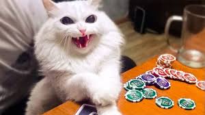 Funniest And Cute Cats Cats Try Not To Laugh Animals Funny Pet Dogs And Kittens Videos Youtube