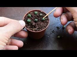 For cactus enthusiasts, growing cactus from seeds is rewarding though it requires patience as they how long does a seed take to germinate? Astrophytum Asterias Cactus Seeds Growing Repotting A Cactus Youtube Ev Icinde Bitki Bakimi Bi Tki Cicek
