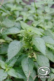 Image result for Acalypha lanceolata