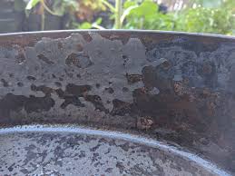 Helping plants recover from freeze damage. Update Australian Cast Iron Find Houston We Have A Problem Album On Imgur