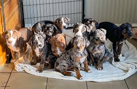 Delight Catahoulas Hungary