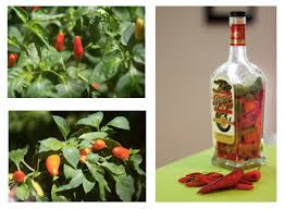 1 teaspoon tabasco pepper sauce. What To Do With All Those Peppers Louisiana Kitchen Culture