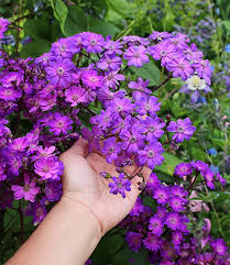 Image result for Stellaria sennii