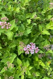 Image result for Spiraea japonica ´Little Princess