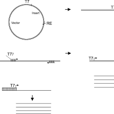 In vitro transcription reactions can be divided into two types: 2 Three Different Types Of Dna Templates For In Vitro Transcription Download Scientific Diagram