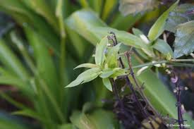 Image result for Chlorophytum africanum