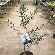 Image result for Olea europaea