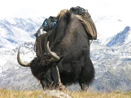 Image result for yak