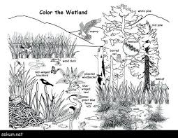 Wetland Plants And Animals Coloring Page Animal Habitats Wetland Habitats Projects