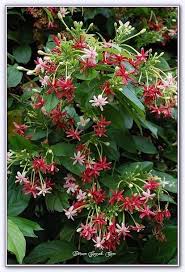 Cin Hanimeli Cicegi Bindalli Sarmasigi Forum Gercek Bindalli Cicegi Cin Forum Gercek Honeysuckle Flower Flowering Vines Beautiful Flowers Wallpapers