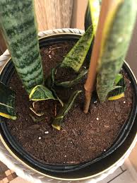 They are dark green in color with light transverse bands. Frozen Snake Plant Album On Imgur