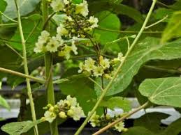 Image result for Lepistemon