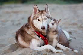 Jiji.com.gh more than 3 siberian husky dogs & puppies are waiting for you buy your future friend today ▷ prices are starting from gh₵ 4,000 in ghana. Siberian Husky Puppies Sale Mumbai Siberian Husky Puppies Price Mumbai Premium Pet House