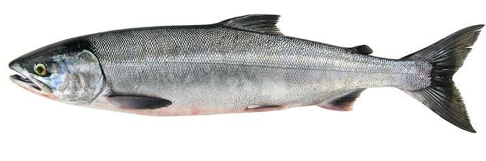 Chum salmon | Washington Department of Fish & Wildlife